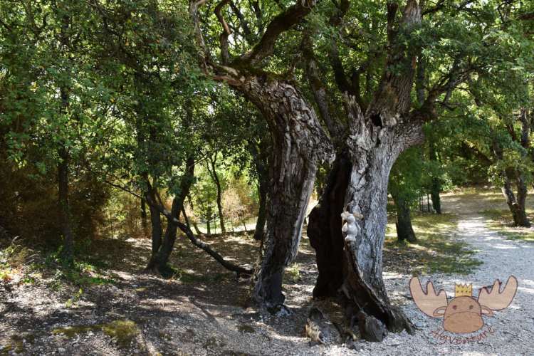 Abtei von Sénanque | Abbey of Sénanque
