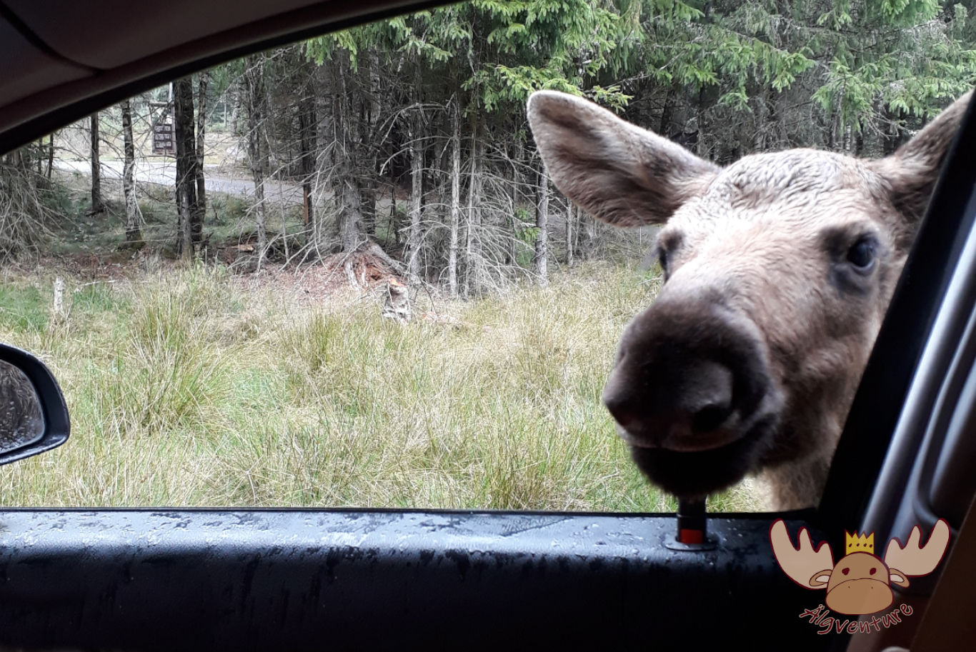 Smålandet Älgsafari