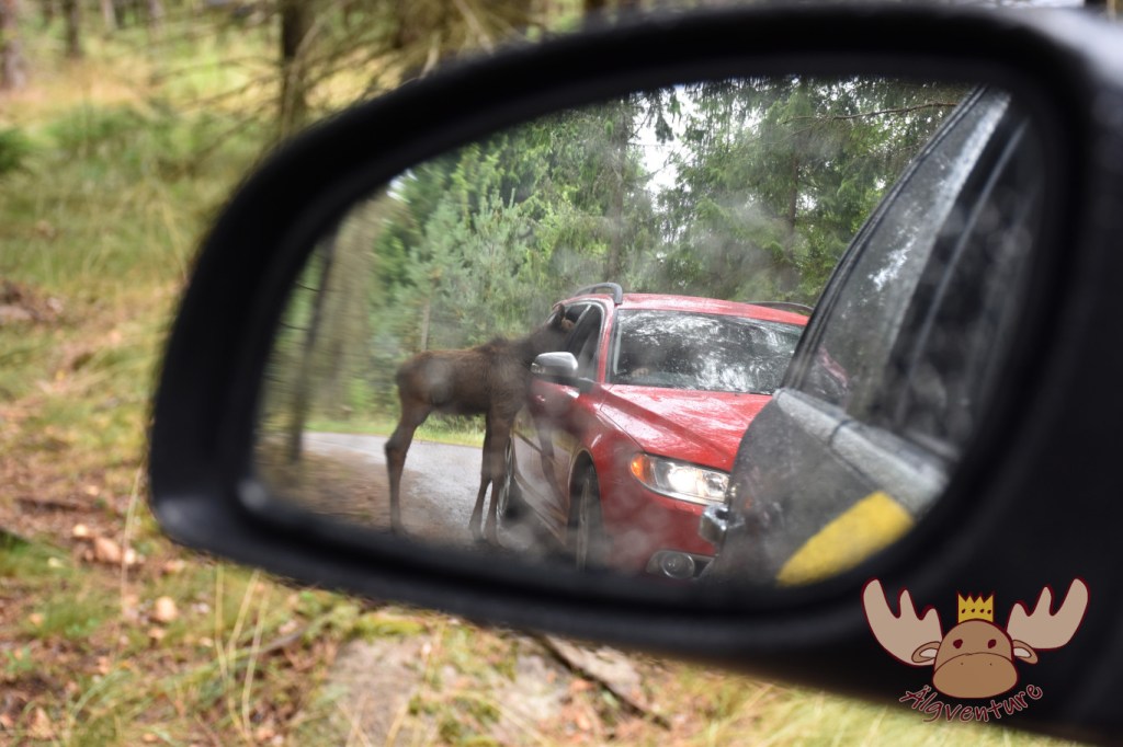 Smalandet Elchsafari