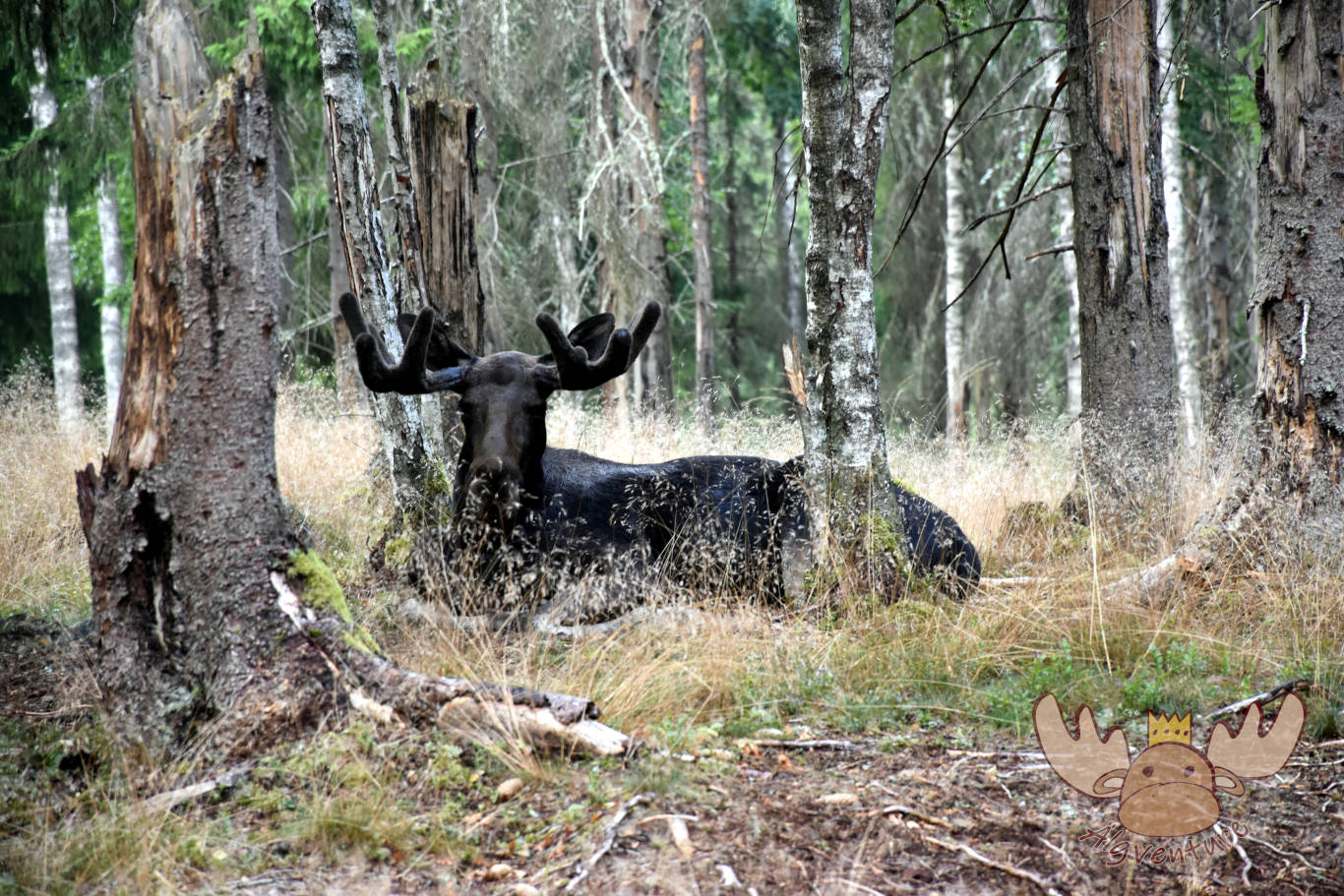 Smålandet Älgsafari