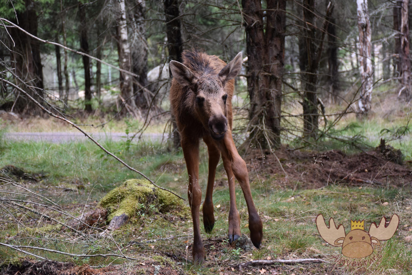 Smålandet Älgsafari