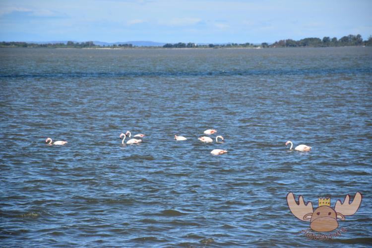 Flamingos in Camargue