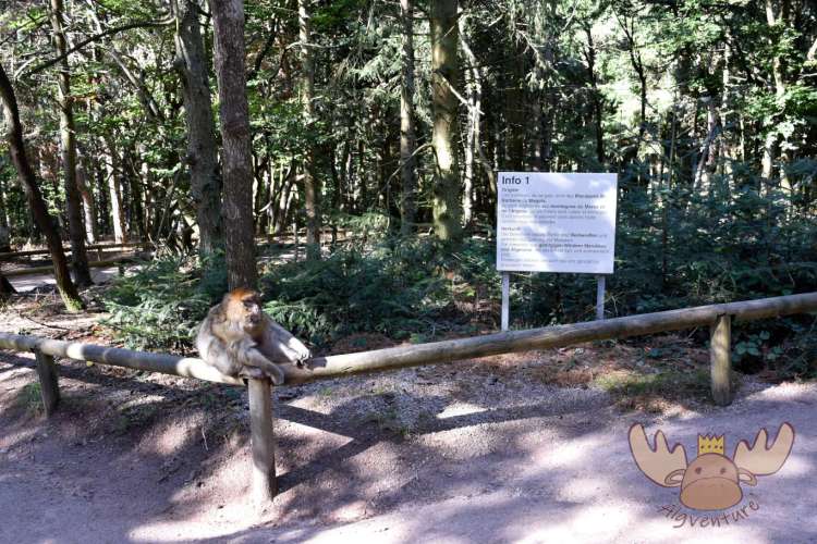 La Montagne des Singes