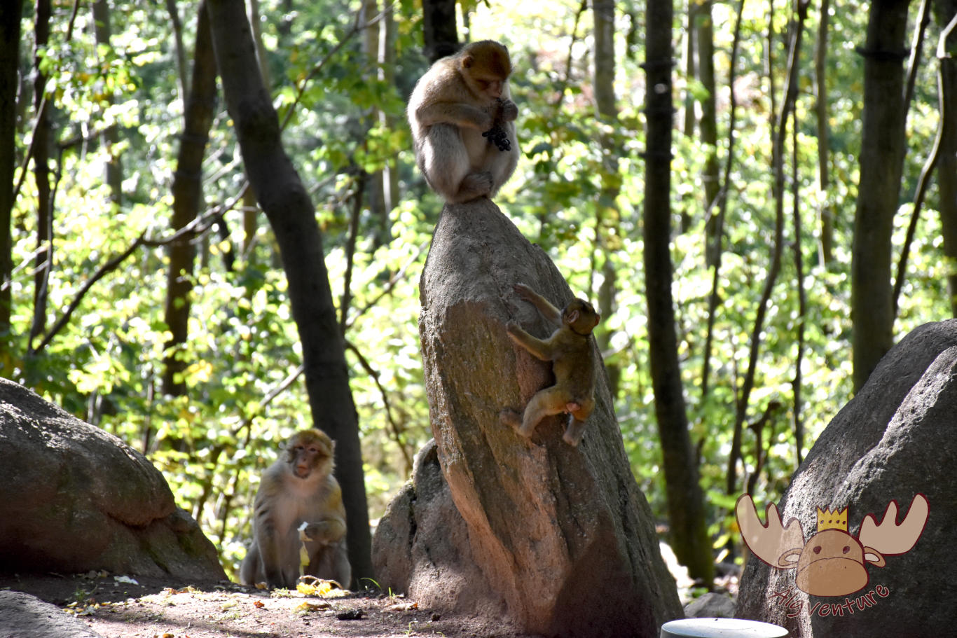 La Montagne des Singes