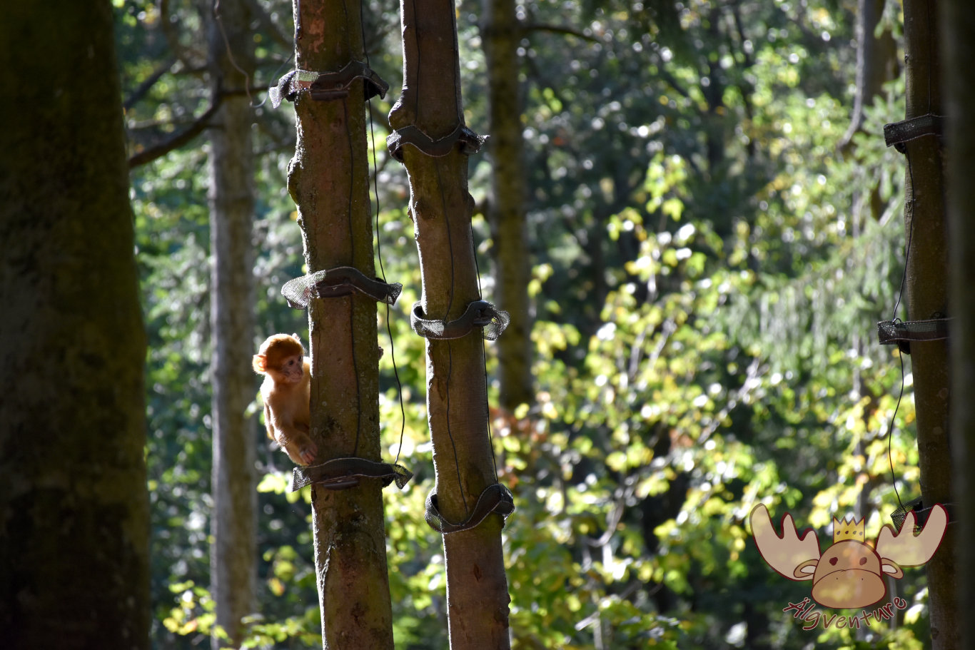 La Montagne des Singes