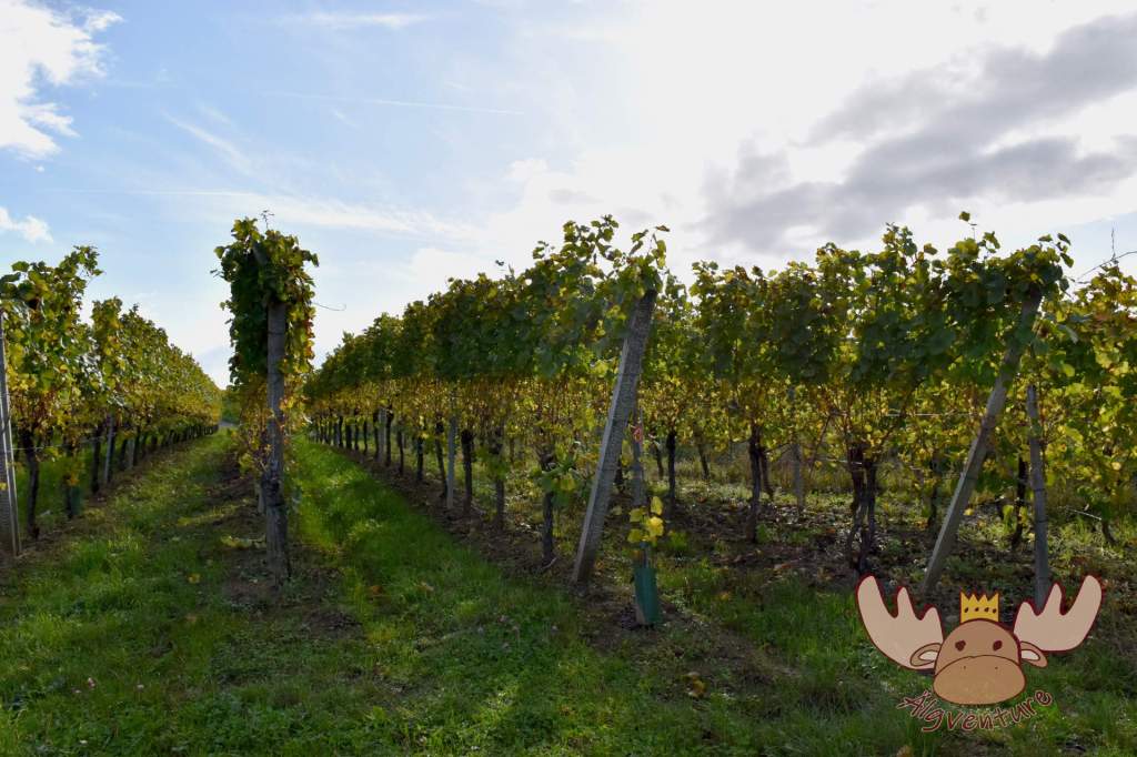 Rund um den kleinen Ort Eguisheim wird Wein angebaut. - Around the small village of Eguisheim wine is cultivated.