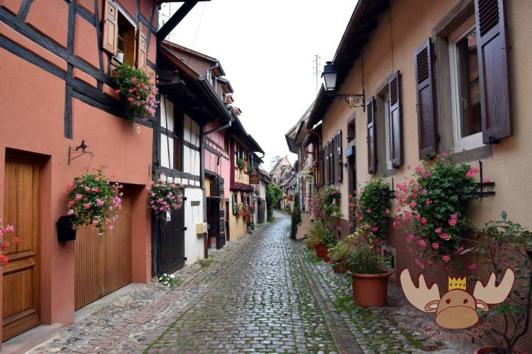 Blumengeschmückte Fachwerkhäuser entlang der Ringgasse in der Altstadt von Eguisheim. - Flower-decorated half-timbered houses along the Ringgasse in the old town of Eguisheim.