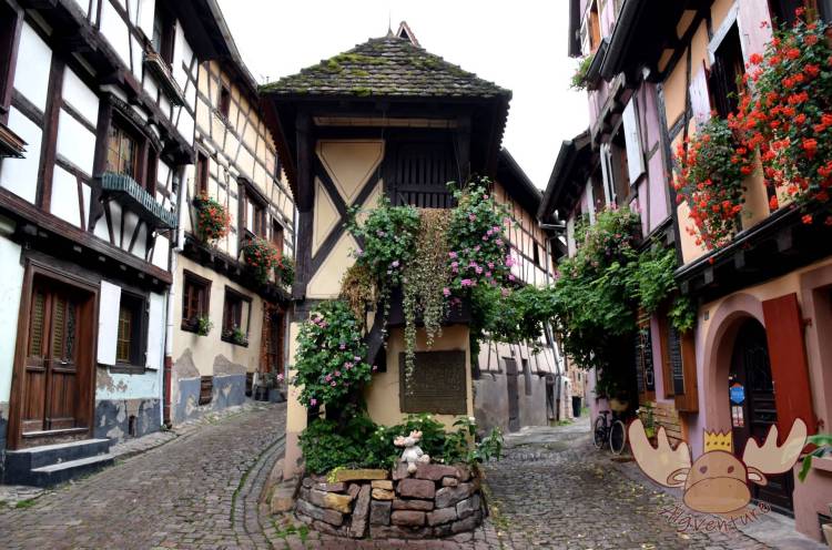 Blumengeschmückte Fachwerkhäuser entlang den Ringgassen in der Altstadt von Eguisheim. - Flower-decorated half-timbered houses along the ring roads in the old town of Eguisheim.