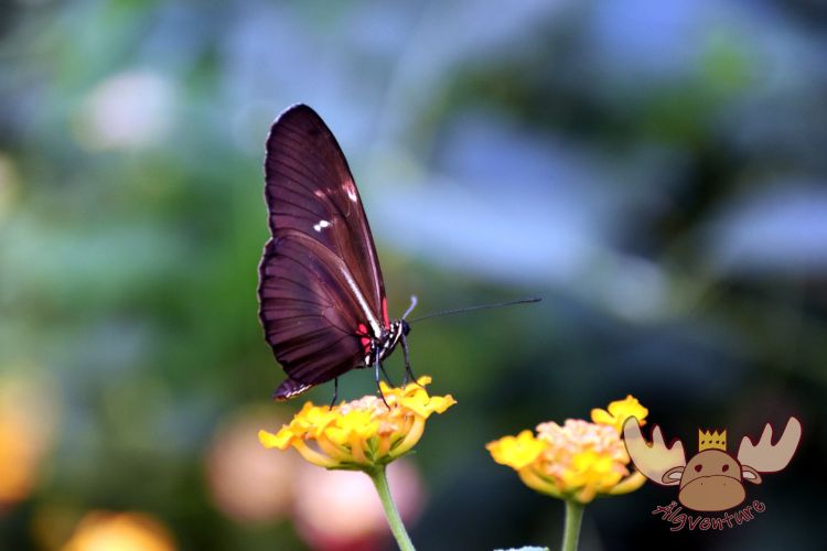 Butterfly Park Empuriabrava