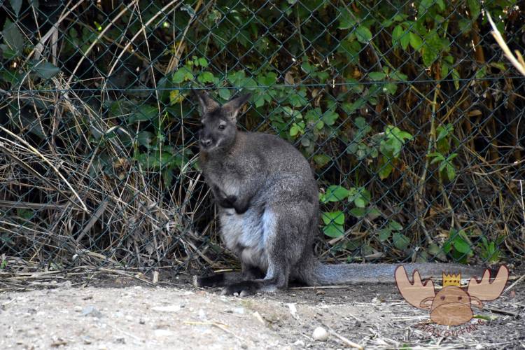 Das Rotnackenwallaby ist eine mittelgroße Känguruart. - The red-naped wallaby is a medium-sized species of kangaroo.