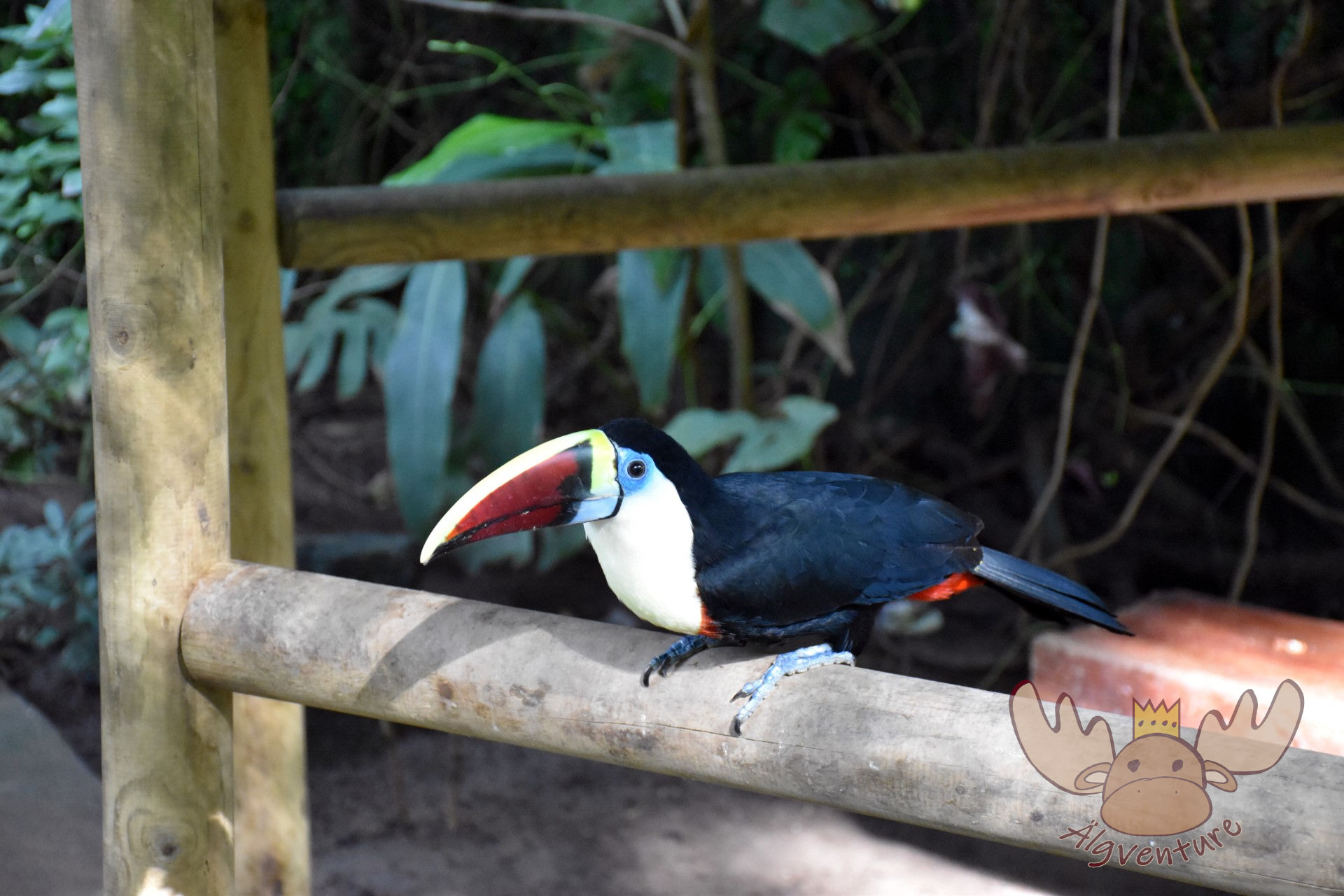 Ein Weißbrusttukan im Schmetterlingspark Empuriabrava. - A white-breasted toucan in the Empuriabrava Butterfly Park.