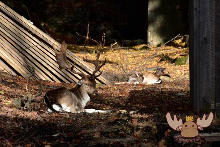 Gehege mit Rotwild auf dem Pöstlingberg - Enclosure with red deer on the Pöstlingberg