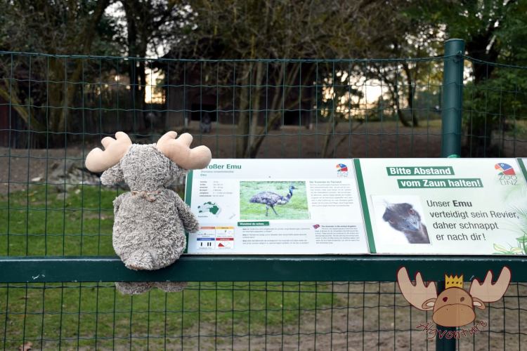 Bitte Abstand vom Zaun halten, da der Emu sein Revier streng verteidigt. - Please keep your distance from the fence, as the emu strictly defends its territory.