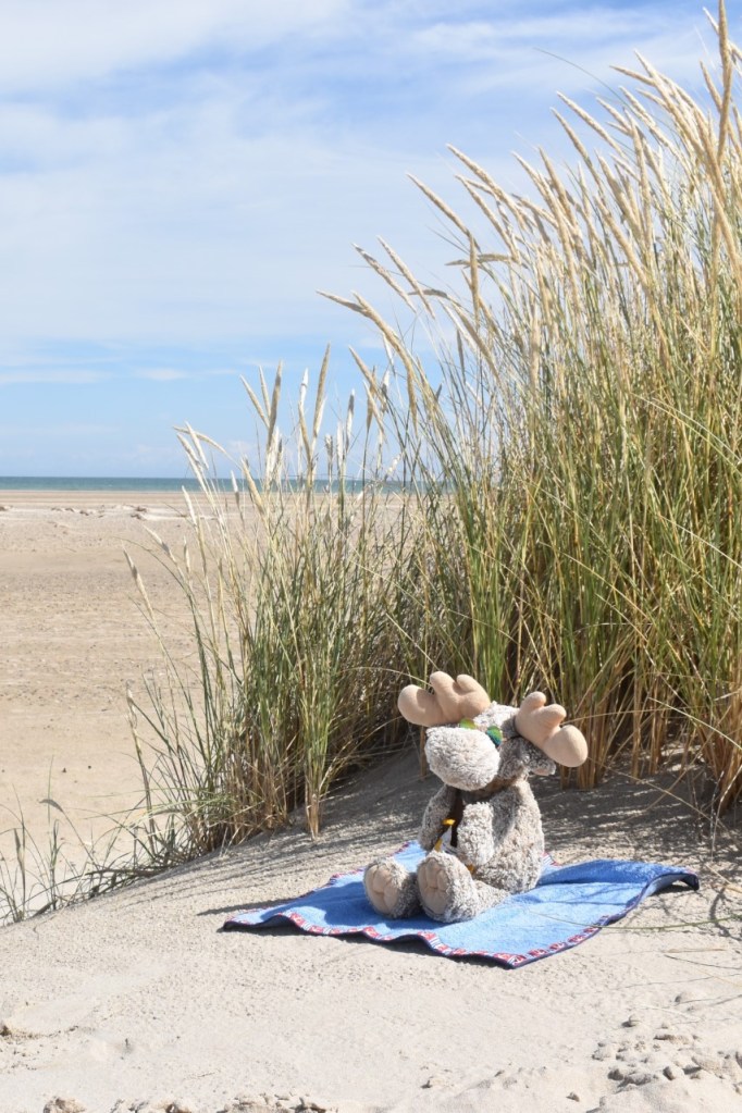 Grenen | Älgbert am Strand des Skagerrak - Älgbert on the beach of the Skagerrak