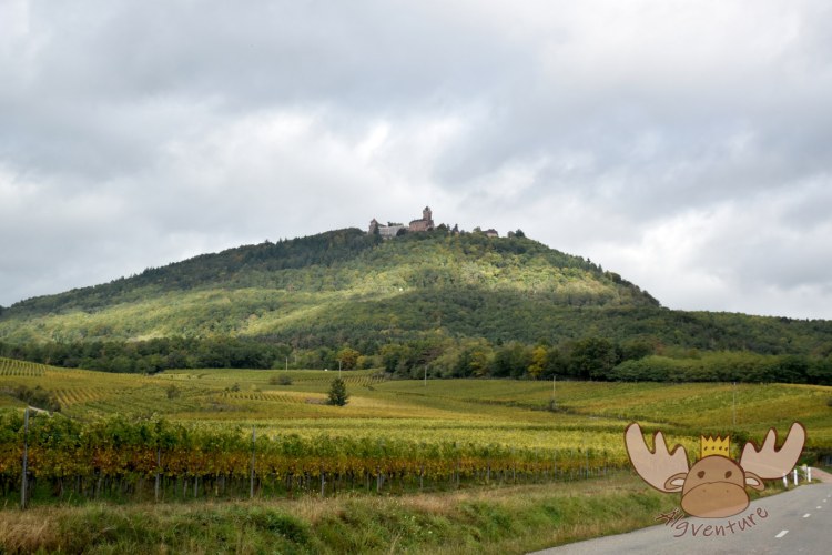 Château du Haut-Kœnigsbourg | Ansicht der Hohkönigsburg und des Burgberges - landscape shot of the Château du Haut-Kœnigsbourg