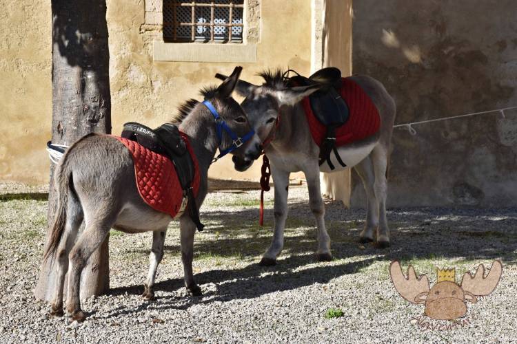 Esel in Pézenas | Donkeys in Pézenas