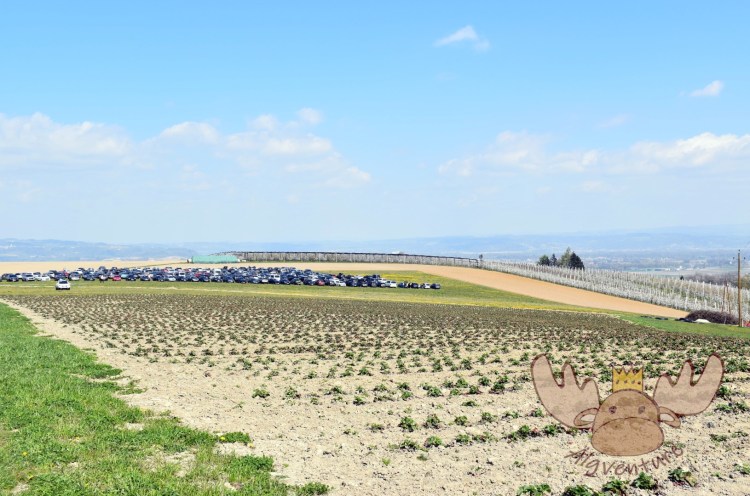 Ausreichend Parkplätze direkt beim Rundweg der Kirschblütenwanderung. - Sufficient parking spaces directly at the circular route of the cherry blossom walk.
