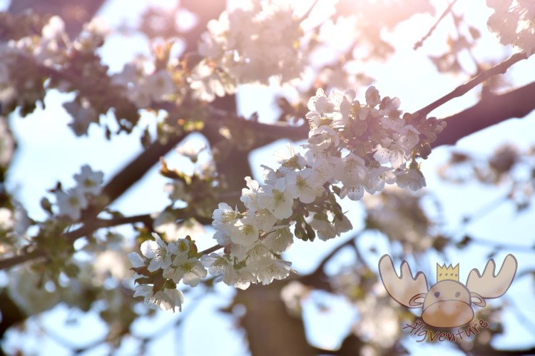Kirschblütenweg Scharten