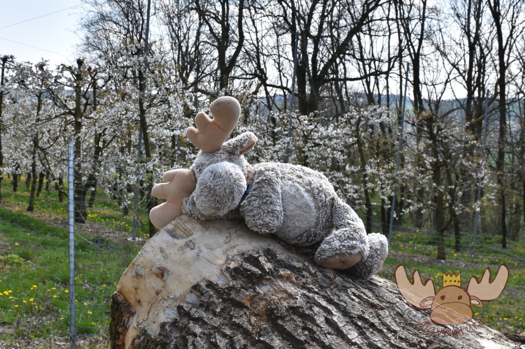 Älgbert inmitten der blühenden Kirschbäume entlang des Kirschblütenweges in Scharten. - Älgbert amidst the blossoming cherry trees along the Cherry Blossom Trail in Scharten.