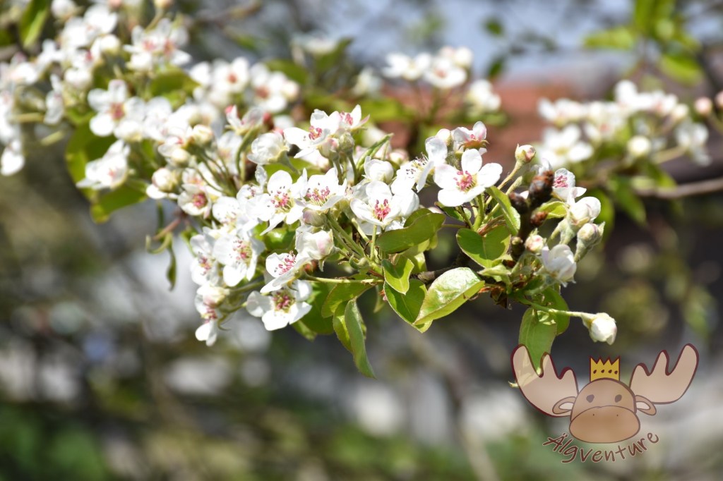 Blühende Kirschbäume entlang des Kirschblütenweges in Scharten. - Blossoming cherry trees along the Cherry Blossom Trail in Scharten.