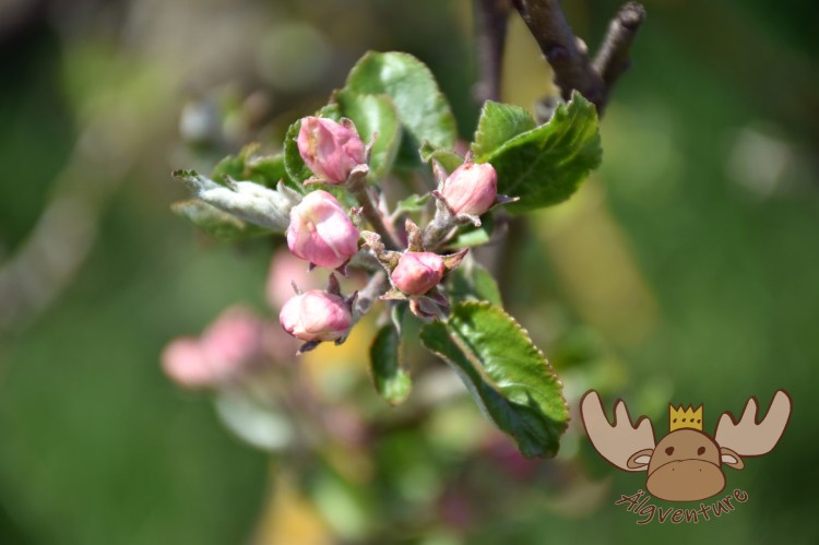 Knospen von Apfelbäumen entlang des Kirschblütenweges in Scharten. - Buds of apple trees along the Cherry Blossom Trail in Scharten.