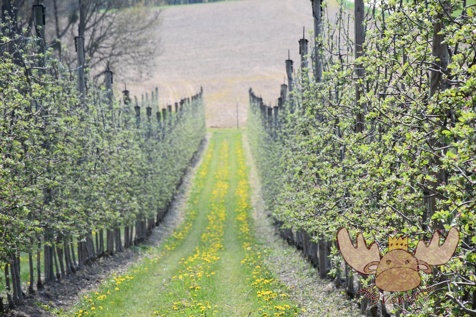 Obstbäume - Fruit trees