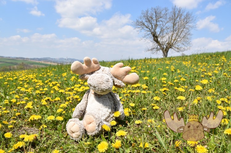 Älgbert genießt die Landschaft rund um Scharten. - Älgbert enjoys the landscape around Scharten.