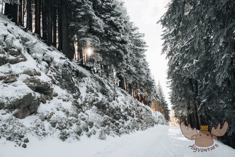 Ein Wegstück des etwa 4 Kilometer langen Rundwanderweges am Zwölferhorn - A section of the approximately 4-kilometre-long circular hiking trail at the Zwölferhorn
