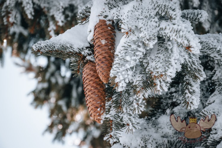 Schneebedeckte Fichte mit Fichtenzapfen am Zwölferhorn - Snow-covered spruce with spruce cones on the Zwölferhorn