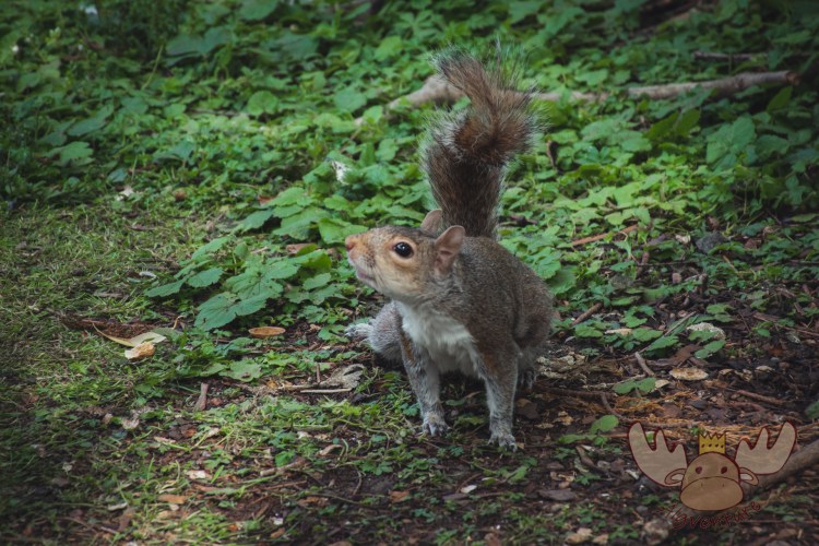 London | Bewohner des St James's Park - Resident of St James's Park