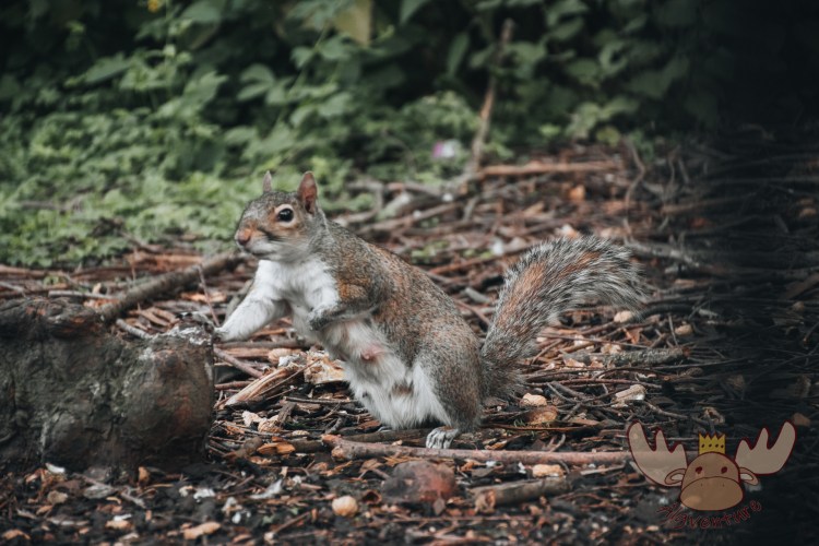 London | Bewohner des St James's Park - Residents of St James's Park