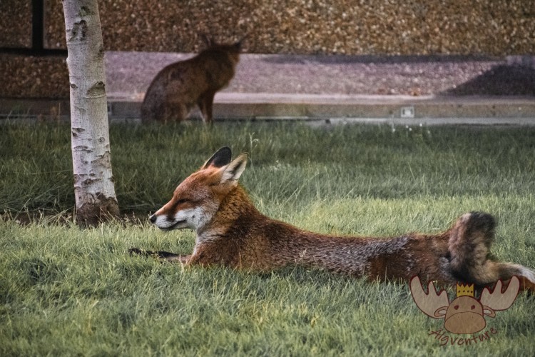 London | Nächtlicher Spaziergang eines Londoner Fuchses - Nocturnal walk of a London fox