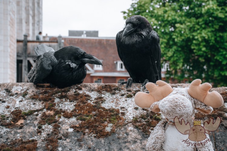 London | Älgbert trifft die Raben des Tower of London - Älgbert meets the ravens of the Tower of London