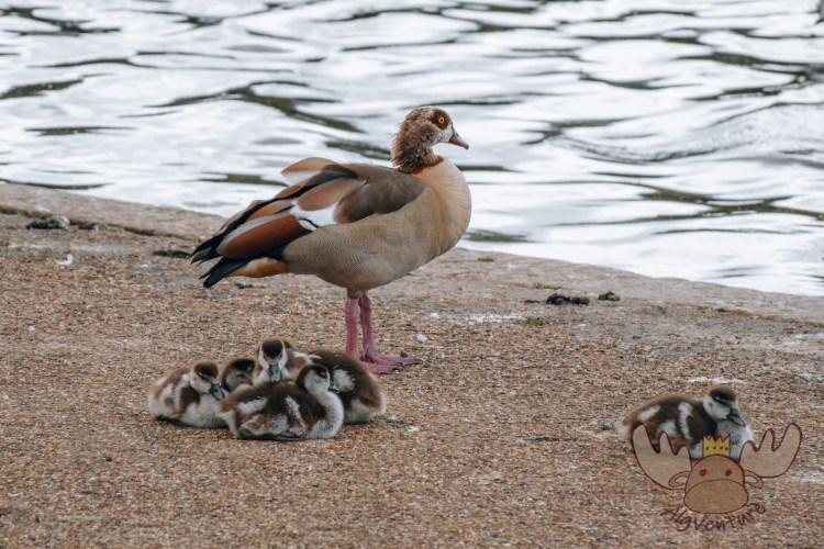 London | Entenfamilie im Hyde Park - Duck family in Hyde Park