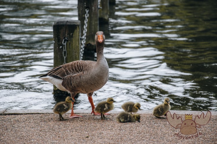 London | Entenfamilie im Hyde Park - Duck family in Hyde Park
