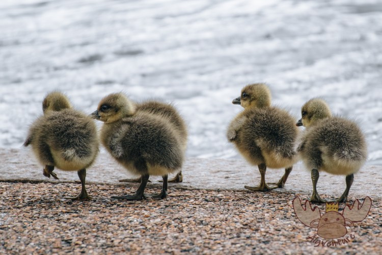 London | Entenküken - young ducklings