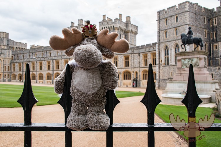 Windsor | Älgbert wartet auf Einlass - Älgbert is waiting for admission