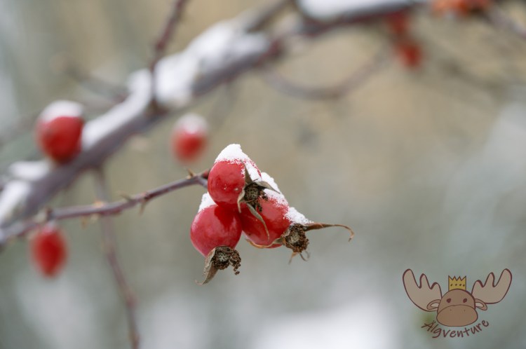 Hagebutten im winterlichen Stockholm. - Rosehips in wintry Stockholm.