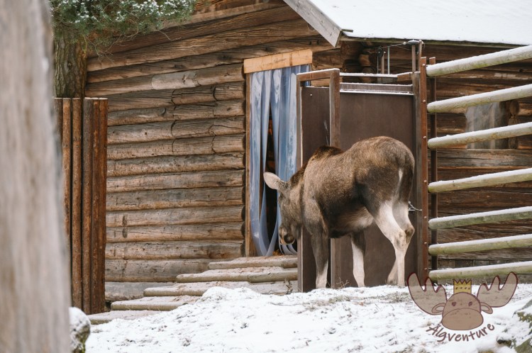 Ein Elch im Freilichtmuseum Skansen spaziert in seine Hütte. | A moose at the Skansen open-air museum walks into its hut.