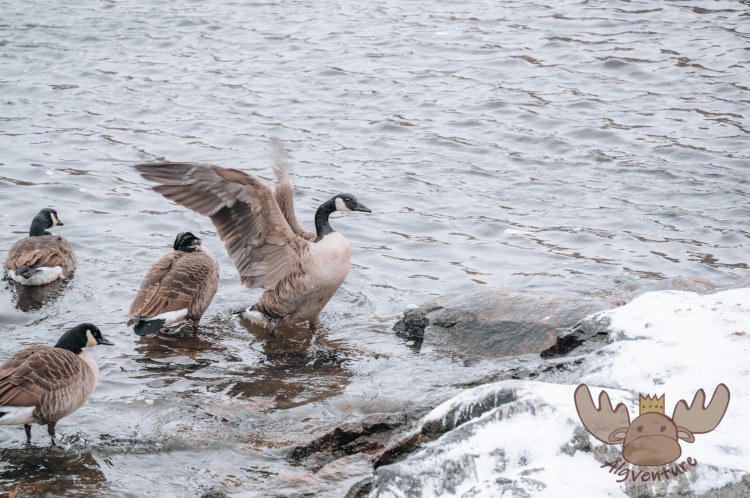 Stockholm | Gänse im eiskalten Nass - Geese in freezing cold water
