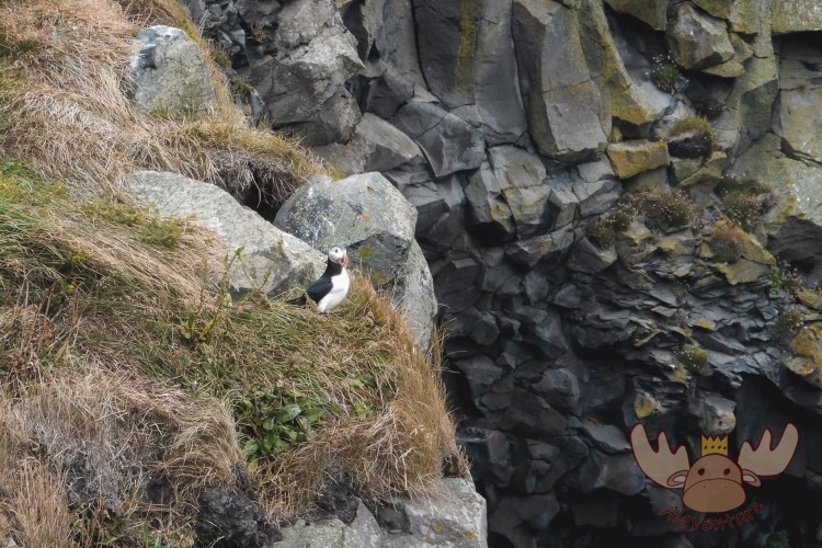 Dyrhólaey | Die Halbinsel ist bekannt für die vielen Brutplätze der Papageientaucher die man mit nur wenigen Metern Entfernung beobachten kann. - The peninsula is known for the many breeding sites of puffins that can be seen from just a few meters away