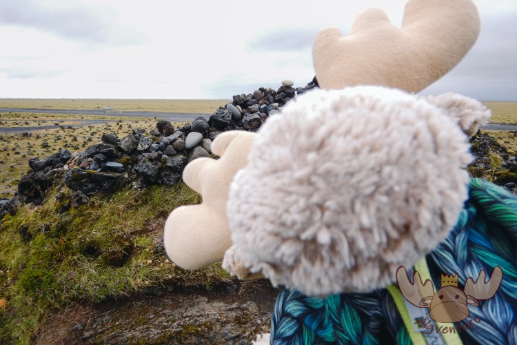 Laufskálavarða - Ein fotogener Älg drängelt sich auf das Bild | A photogenic Älg gets into the picture