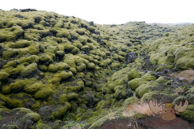 Scenic Green Lava Walk | Gönguleið um Eldhraun