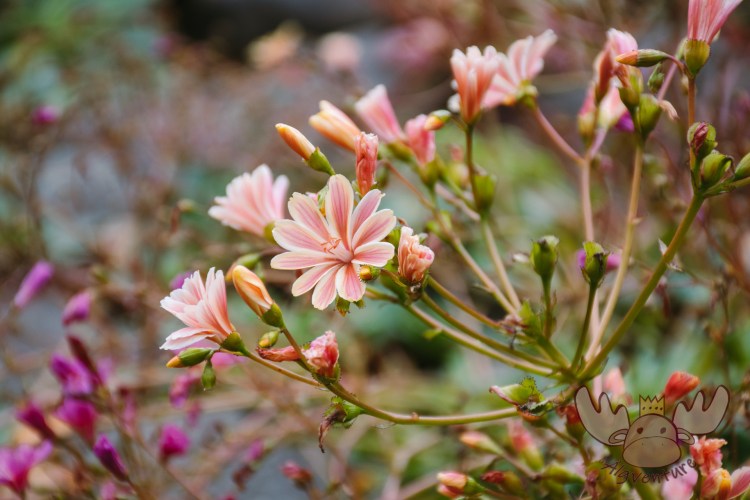 Lystigarður Akureyrar | Bitterwurz - Bitterroot