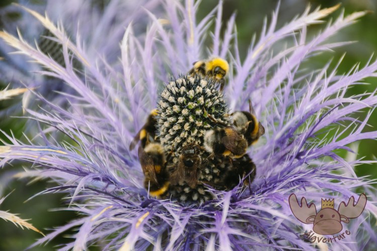Lystigarður Akureyrar | Die Hummeln erfreuen sich an einer Mannstreu-Blüte - The bumblebees enjoy an Eryngium flower