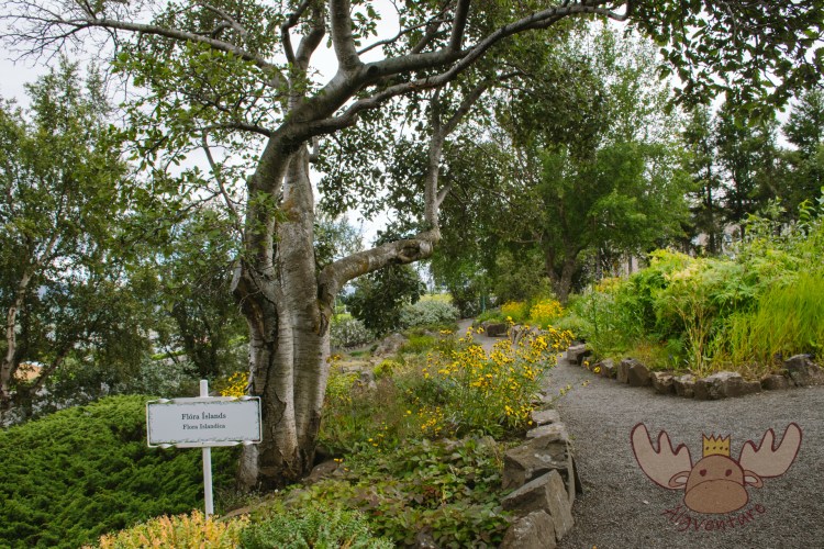 Lystigarður Akureyrar | Kleine Wege führen durch den Botanischen Garten vorbei an den schönen Pflanzen. - Small paths lead through the botanical garden past the beautiful plants.