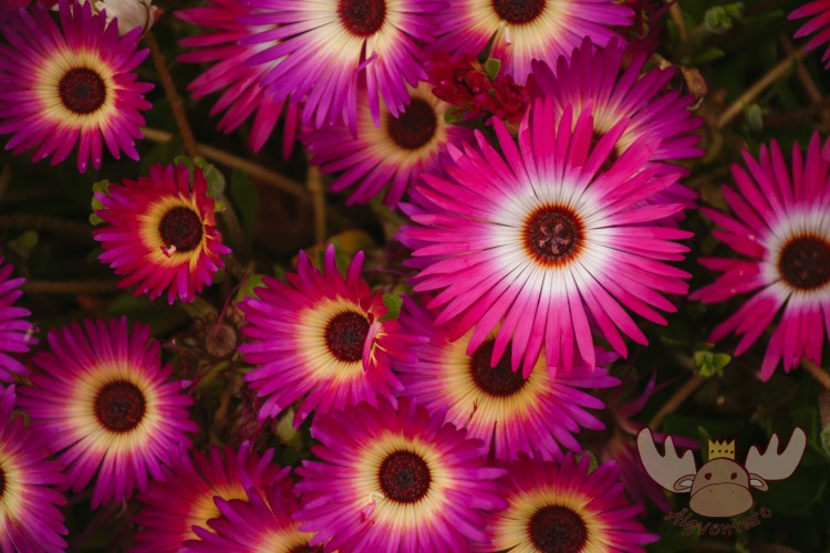 Lystigarður Akureyrar | Mittagsblume - Livingstone daisy