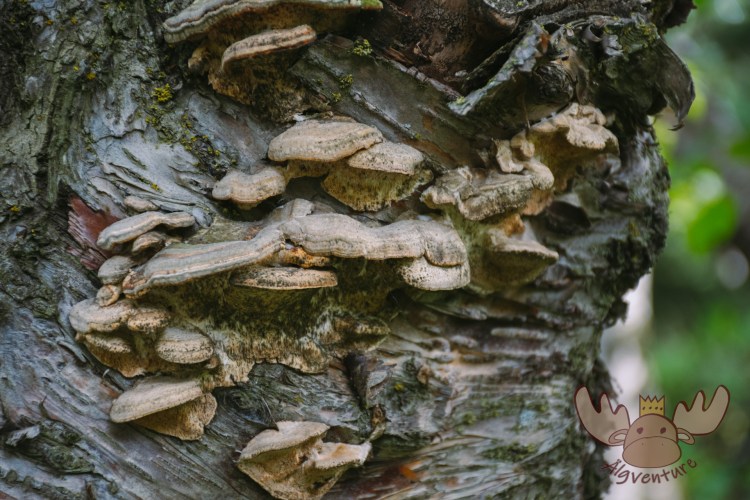 Lystigarður Akureyrar | Baumpilz - Tree fungus
