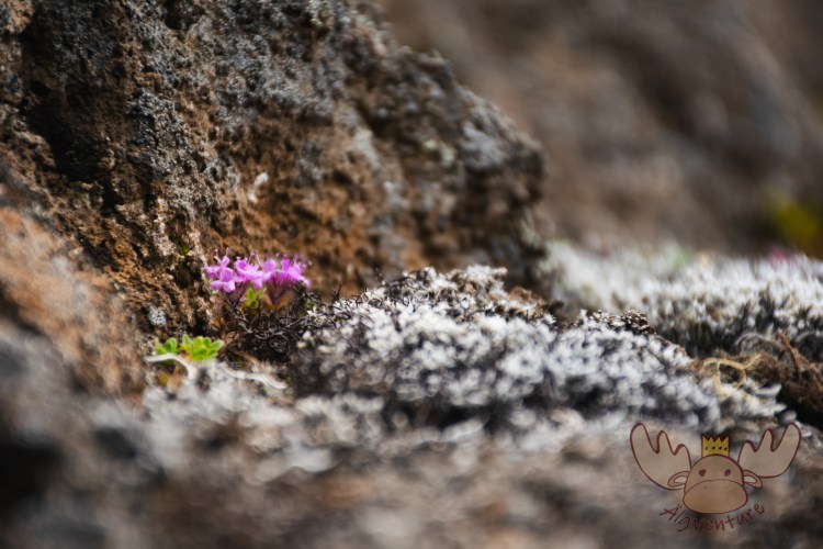 Dimmuborgir | Wer mit offenen Augen und Ohren durch die unwirklich wirkende Landschaft wandert, wird schnell merken wie sehr sie mit Leben gefüllt ist. - Anyone who wanders through the unreal landscape with open eyes and ears will quickly notice how full it is with life.