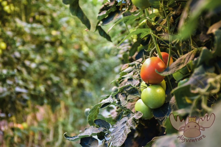 Friðheimar | Etwa 10.000 Pflanzen wachsen in den Gewächshäusern dieses einen landwirtschaftlichen Betriebes. - Around 10,000 plants grow in the greenhouses of this one farm.